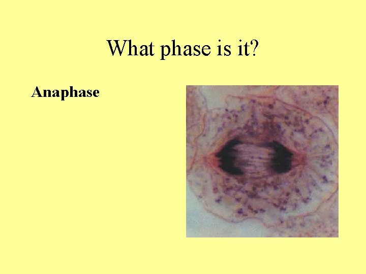 What phase is it? Anaphase What phase is it? Anaphase