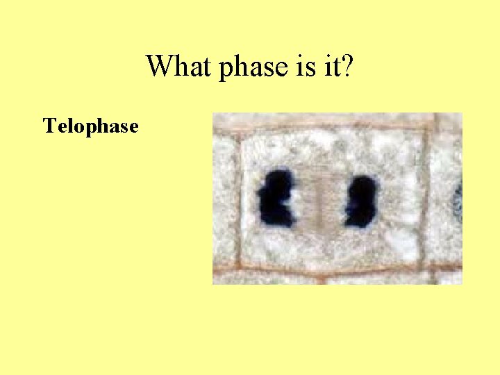 What phase is it? Telophase What phase is it? Telophase