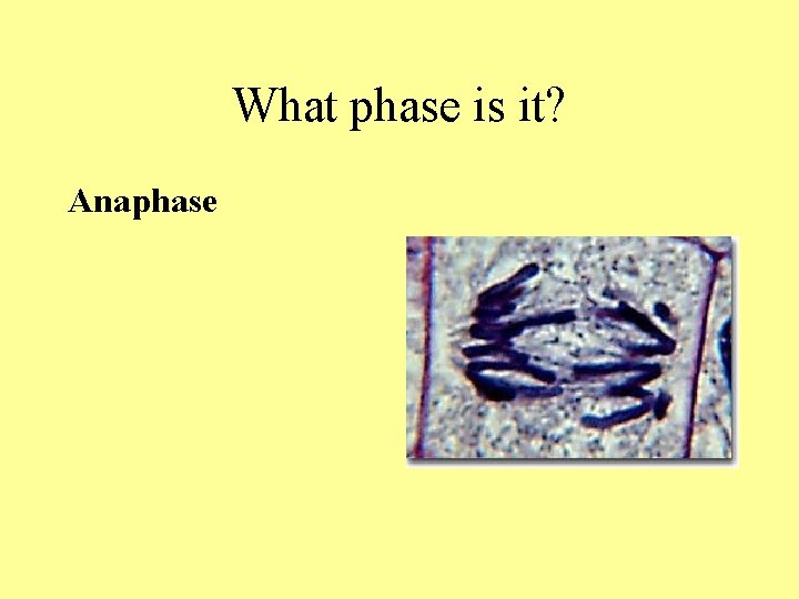 What phase is it? Anaphase What phase is it? Anaphase