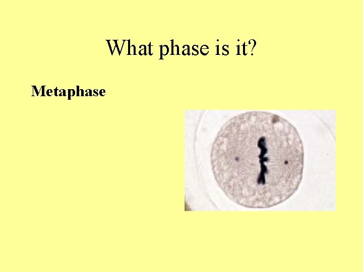 What phase is it? Metaphase What phase is it? Metaphase