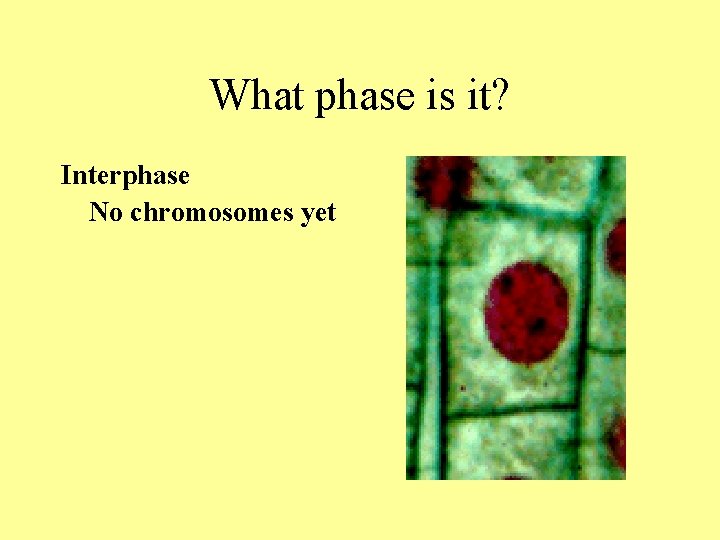 What phase is it? Interphase No chromosomes yet What phase is it? Interphase No chromosomes yet
