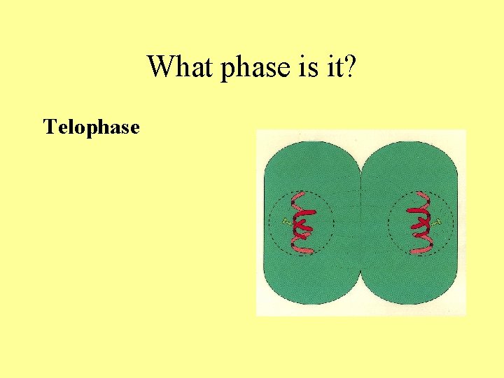 What phase is it? Telophase What phase is it? Telophase
