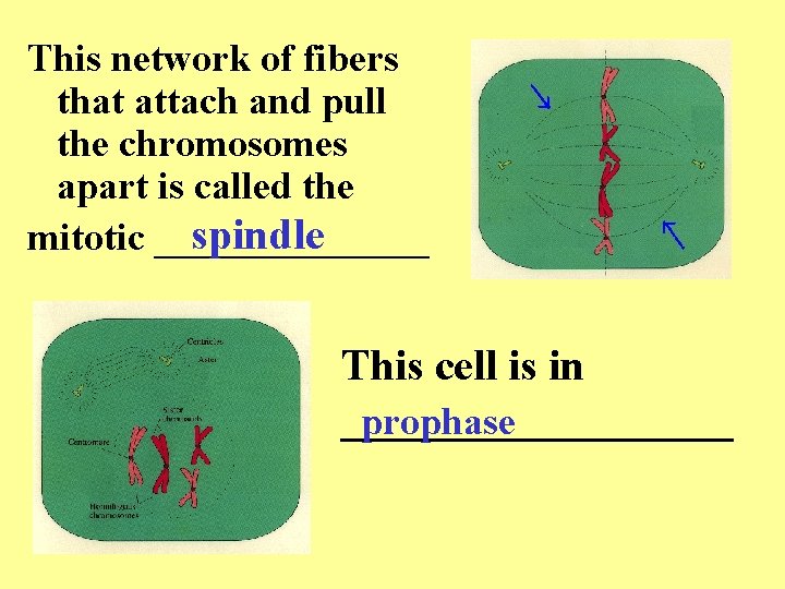 This network of fibers that attach and pull the chromosomes apart is called the This network of fibers that attach and pull the chromosomes apart is called the