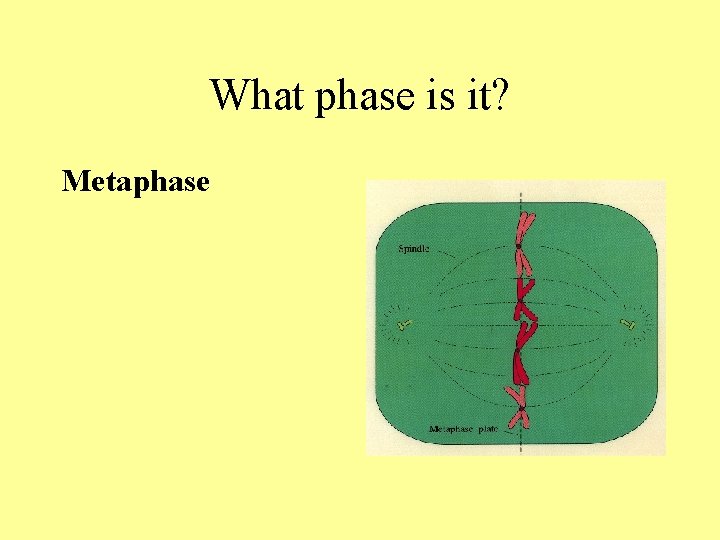 What phase is it? Metaphase What phase is it? Metaphase