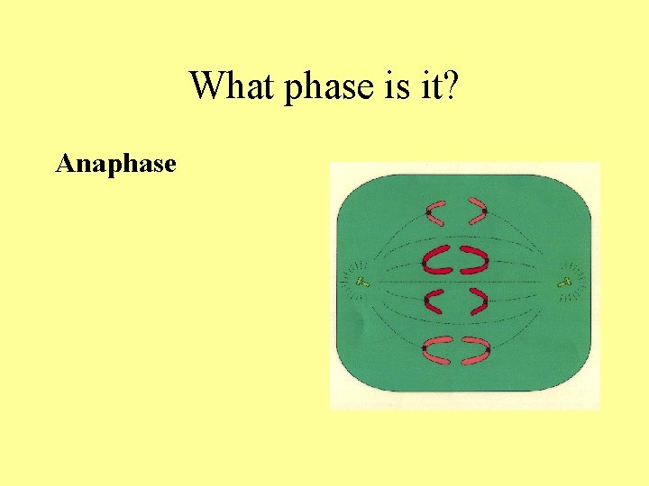 What phase is it? Anaphase What phase is it? Anaphase