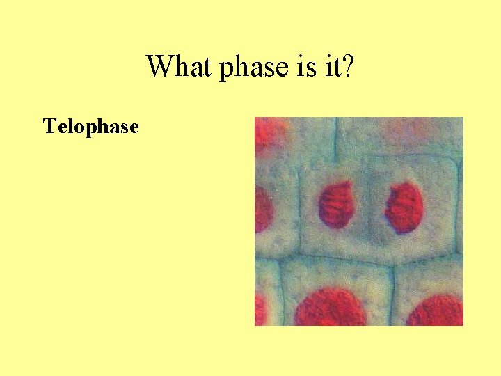 What phase is it? Telophase What phase is it? Telophase