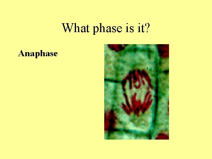 What phase is it? Anaphase What phase is it? Anaphase