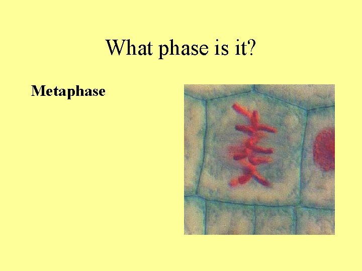 What phase is it? Metaphase What phase is it? Metaphase