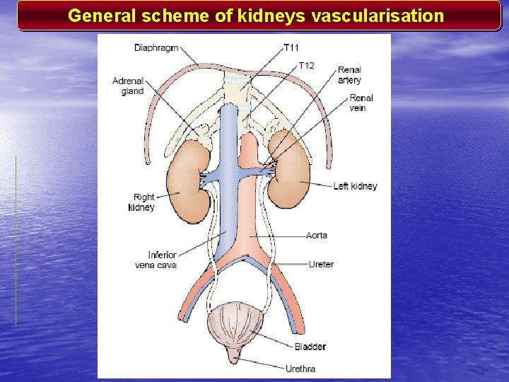 General scheme of kidneys vascularisation 