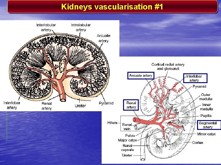 Kidneys vascularisation #1 