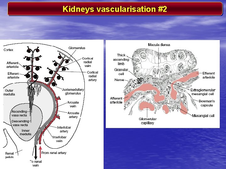 Kidneys vascularisation #2 