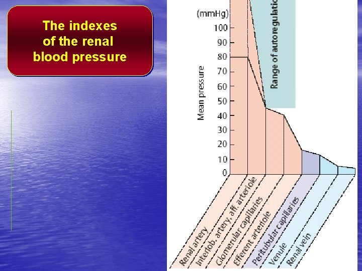 The indexes of the renal blood pressure 