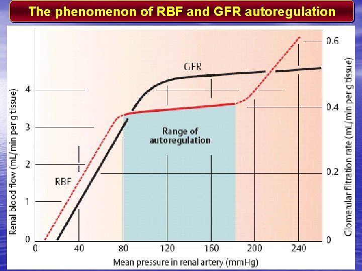 The phenomenon of RBF and GFR autoregulation 