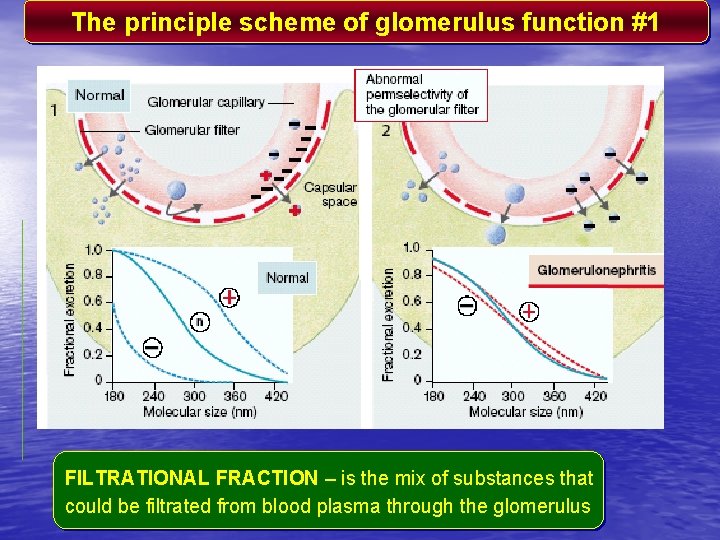 The principle scheme of glomerulus function #1 FILTRATIONAL FRACTION – is the mix of