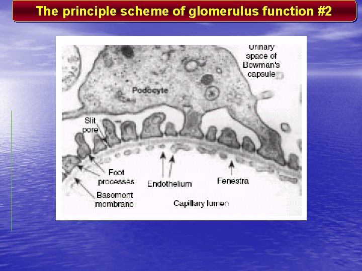The principle scheme of glomerulus function #2 