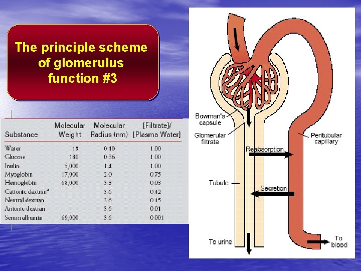 The principle scheme of glomerulus function #3 
