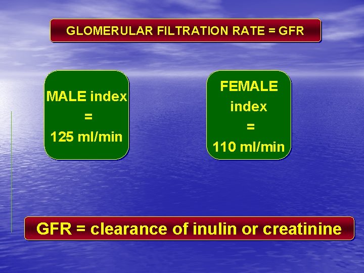 GLOMERULAR FILTRATION RATE = GFR MALE index = 125 ml/min FEMALE index = 110