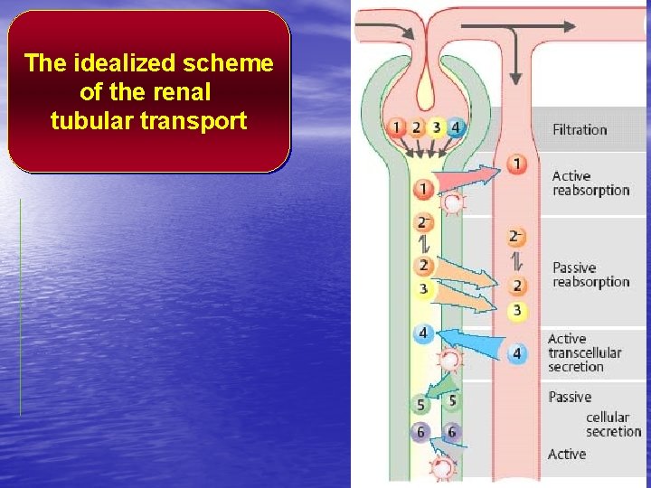 The idealized scheme of the renal tubular transport 