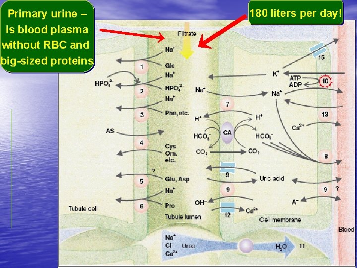 Primary urine – is blood plasma without RBC and big-sized proteins 180 liters per