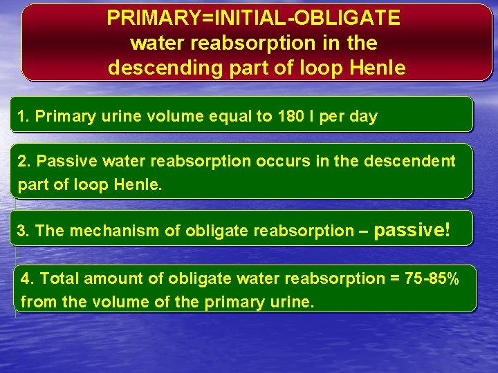 PRIMARY=INITIAL-OBLIGATE water reabsorption in the descending part of loop Henle 1. Primary urine volume