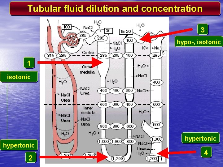 Tubular fluid dilution and concentration 3 hypo-, isotonic 1 isotonic hypertonic 2 4 