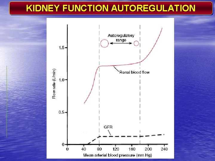 KIDNEY FUNCTION AUTOREGULATION 