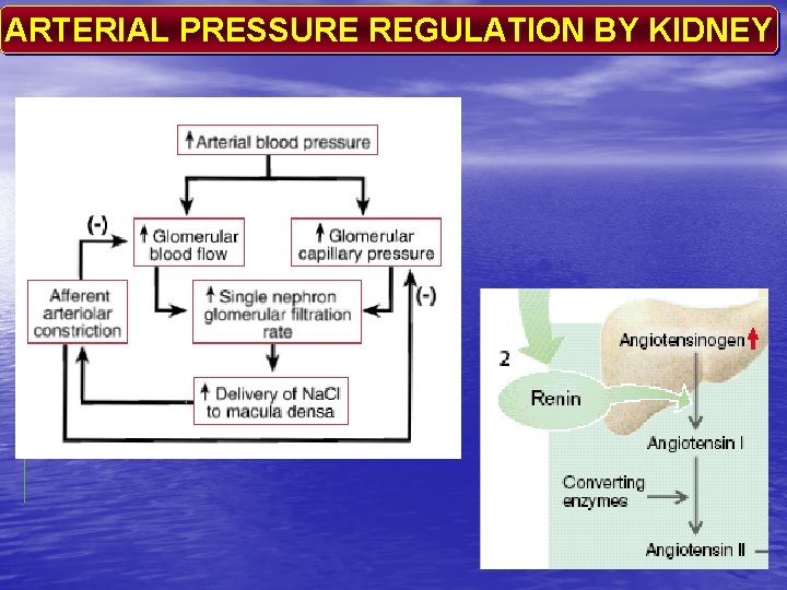 ARTERIAL PRESSURE REGULATION BY KIDNEY 