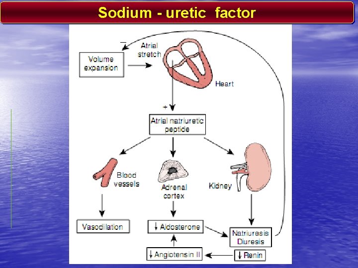 Sodium - uretic factor 