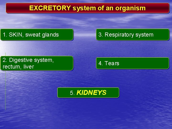 EXCRETORY system of an organism 1. SKIN, sweat glands 3. Respiratory system 2. Digestive