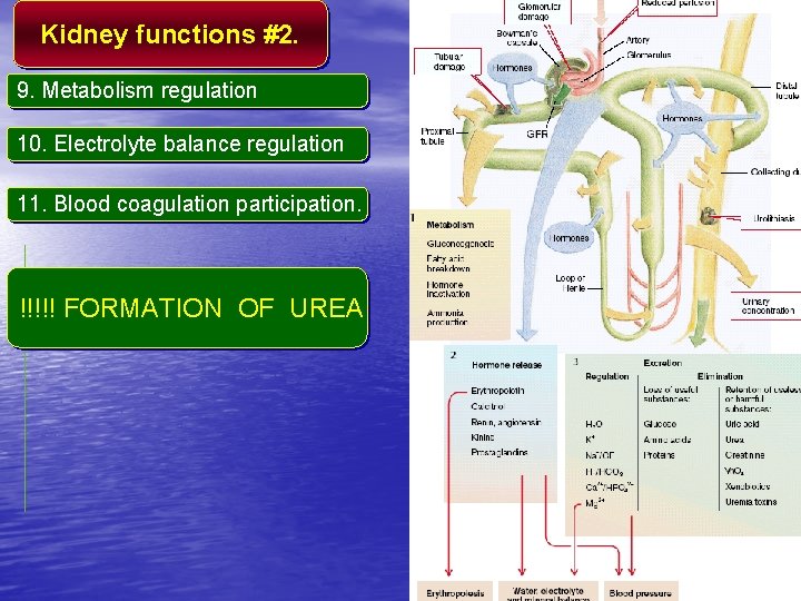 Kidney functions #2. 9. Metabolism regulation 10. Electrolyte balance regulation 11. Blood coagulation participation.