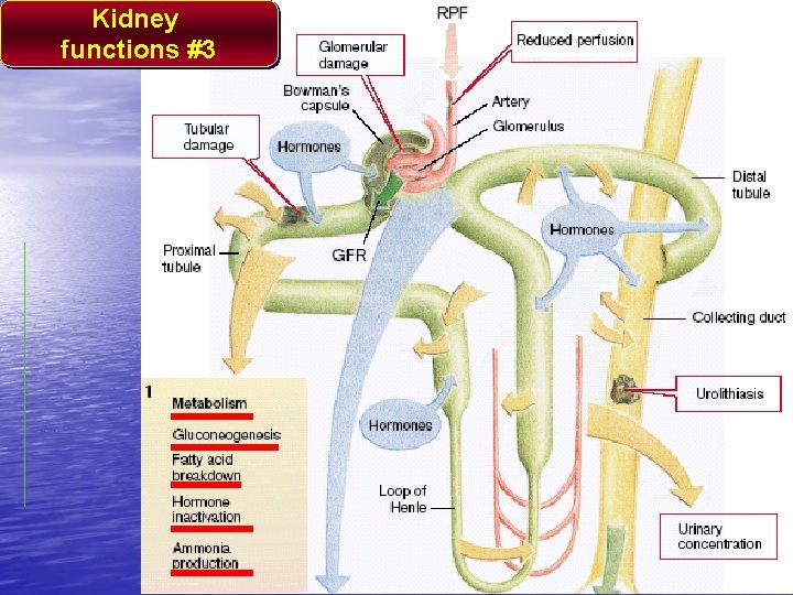 Kidney functions #3 