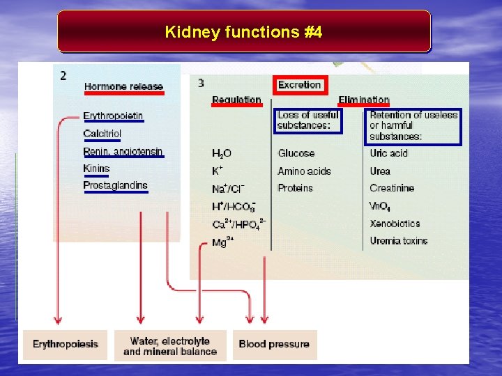 Kidney functions #4 