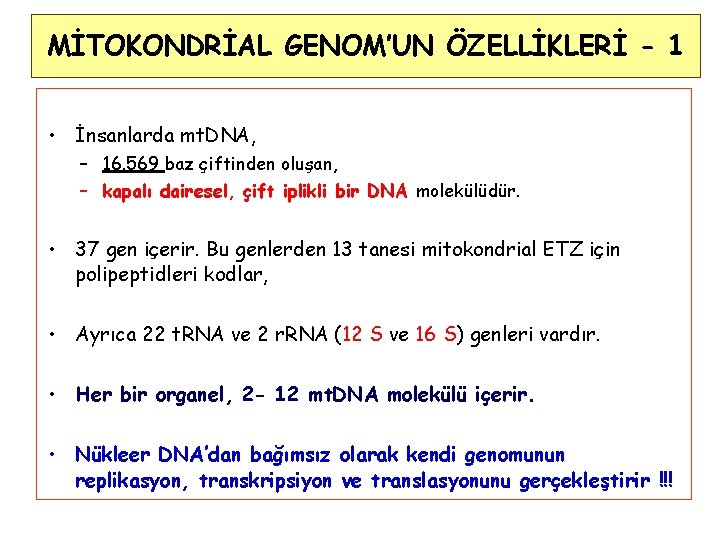 MİTOKONDRİAL GENOM’UN ÖZELLİKLERİ - 1 • İnsanlarda mt. DNA, – 16. 569 baz çiftinden