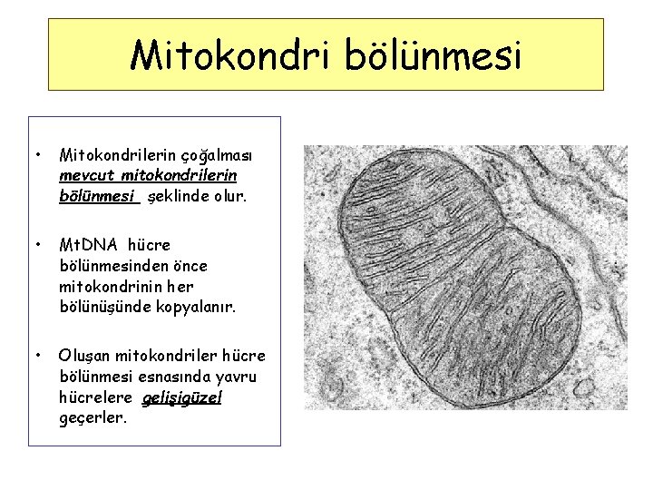 Mitokondri bölünmesi • Mitokondrilerin çoğalması mevcut mitokondrilerin bölünmesi şeklinde olur. • Mt. DNA hücre