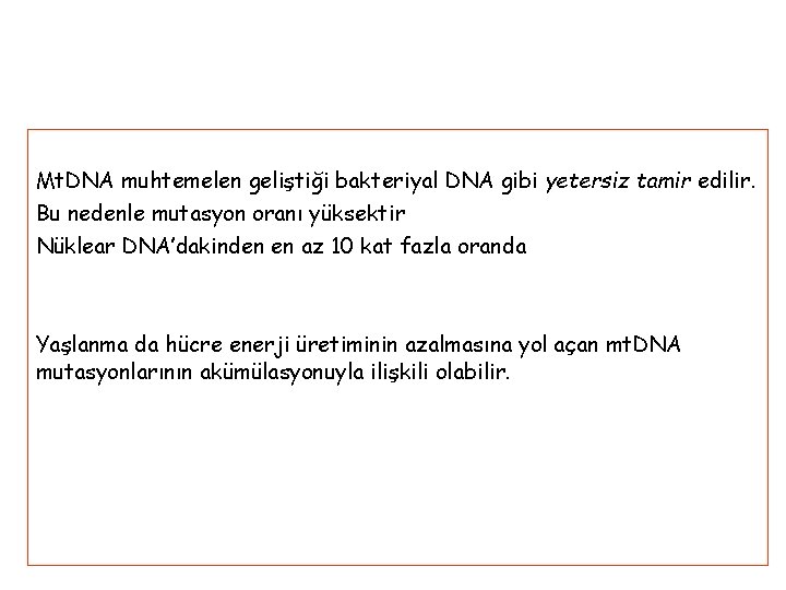 Mt. DNA muhtemelen geliştiği bakteriyal DNA gibi yetersiz tamir edilir. Bu nedenle mutasyon oranı
