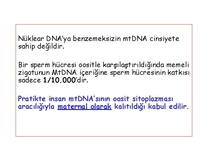 Nüklear DNA’ya benzemeksizin mt. DNA cinsiyete sahip değildir. Bir sperm hücresi oositle karşılaştırıldığında memeli