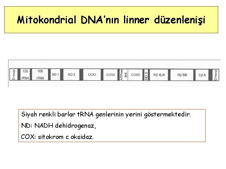 Mitokondrial DNA’nın linner düzenlenişi Siyah renkli barlar t. RNA genlerinin yerini göstermektedir. ND: NADH