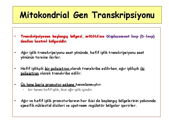 Mitokondrial Gen Transkripsiyonu • Transkripsiyonun başlangıç bölgesi, mt. DNA’nın Displacement loop (D-loop) denilen kontrol