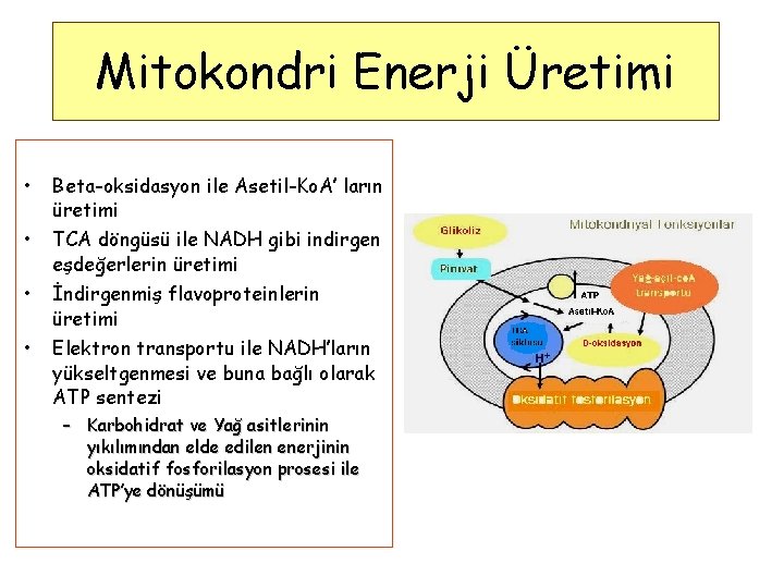 Mitokondri Enerji Üretimi • • Beta-oksidasyon ile Asetil-Ko. A’ ların üretimi TCA döngüsü ile