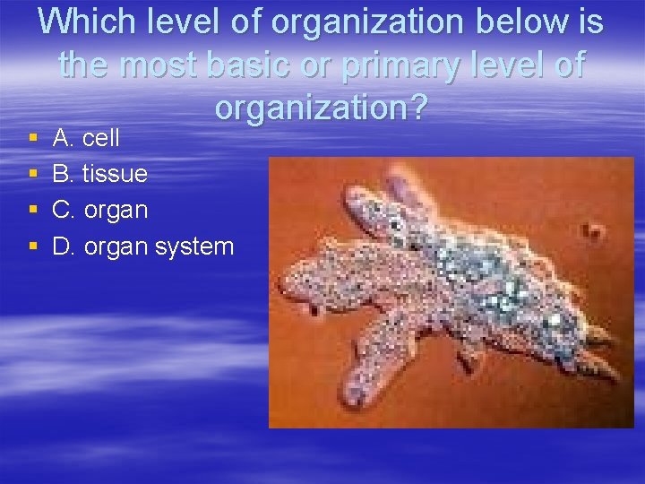 Which level of organization below is the most basic or primary level of organization?