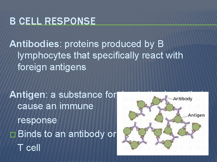 B CELL RESPONSE Antibodies: proteins produced by B lymphocytes that specifically react with foreign