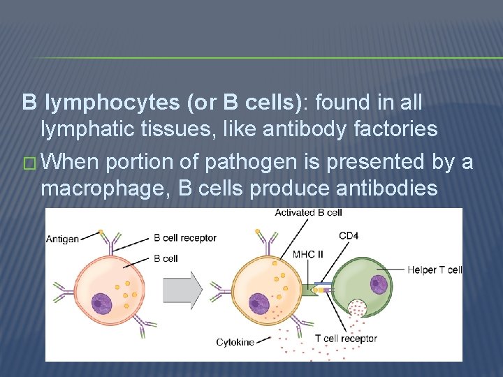 B lymphocytes (or B cells): found in all lymphatic tissues, like antibody factories �