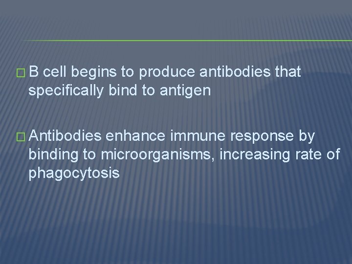 �B cell begins to produce antibodies that specifically bind to antigen � Antibodies enhance