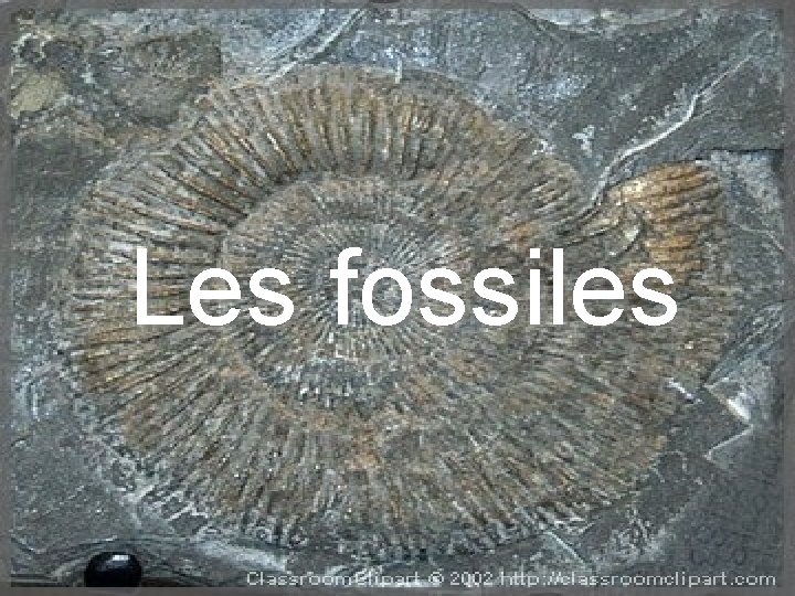 Les fossiles 