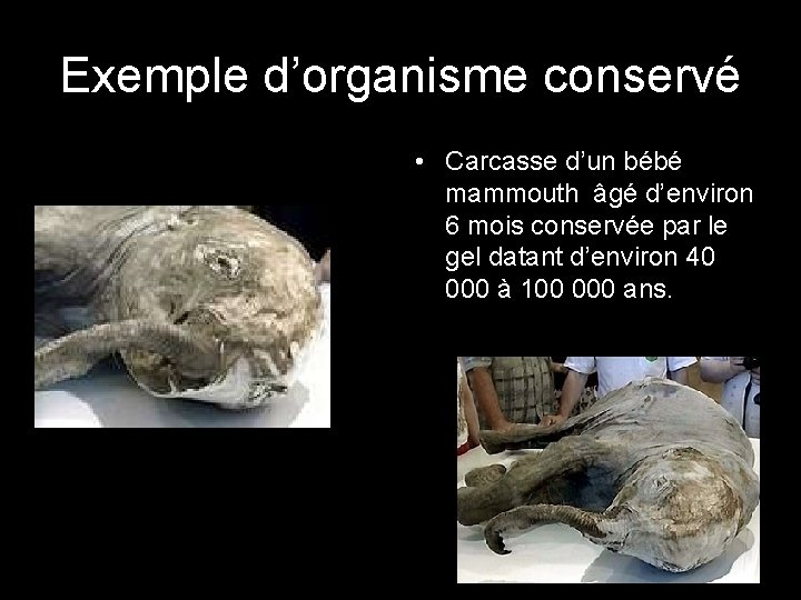 Exemple d’organisme conservé • Carcasse d’un bébé mammouth âgé d’environ 6 mois conservée par