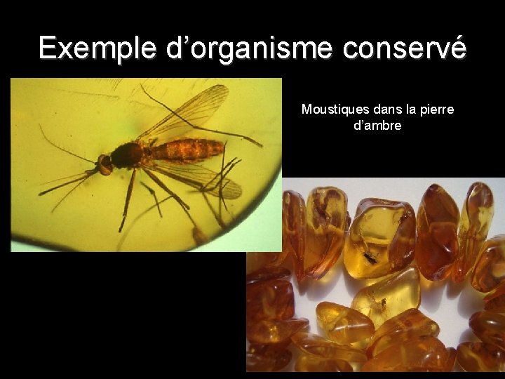 Exemple d’organisme conservé Moustiques dans la pierre d’ambre 