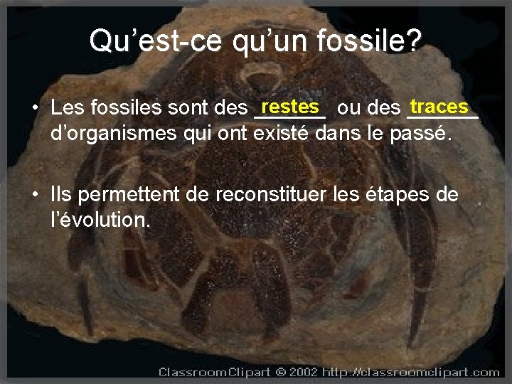 Qu’est-ce qu’un fossile? restes ou des ______ traces • Les fossiles sont des ______