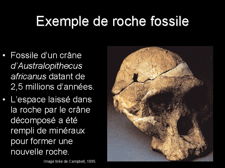 Exemple de roche fossile • Fossile d’un crâne d’Australopithecus africanus datant de 2, 5