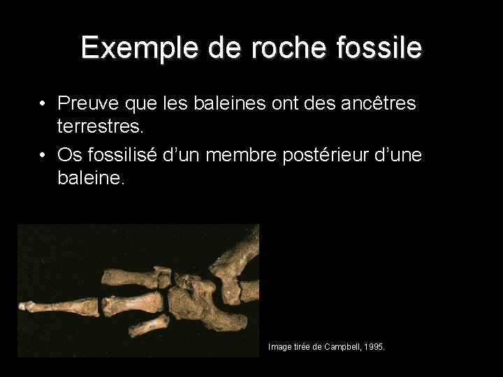 Exemple de roche fossile • • Fossile Preuve que les baleines ont des ancêtres