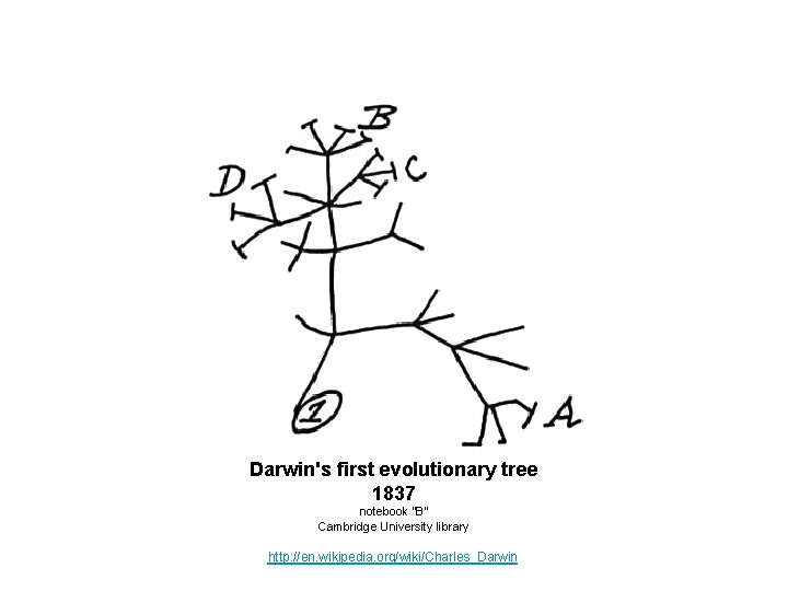Darwin's first evolutionary tree 1837 notebook “B” Cambridge University library http: //en. wikipedia. org/wiki/Charles_Darwin